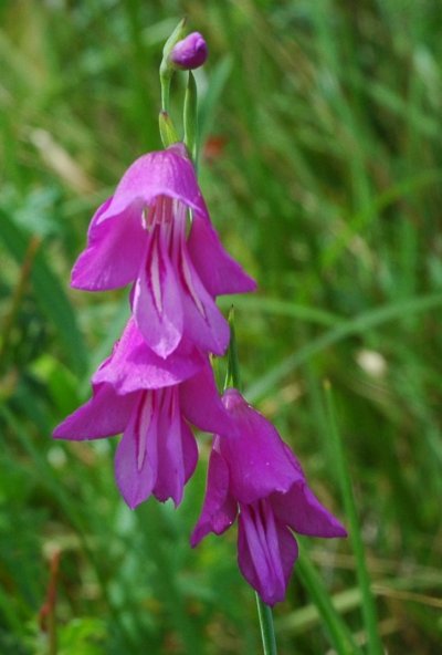 Gladiolus palustris / Gladiolo palustre